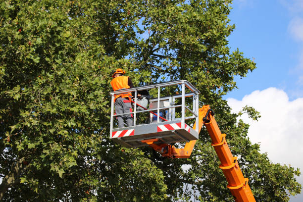 Best Tree and Shrub Care  in Elwood, NY