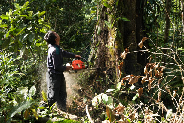 Best Tree Maintenance Programs  in Elwood, NY