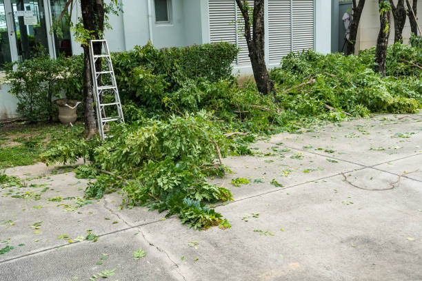 Best Lawn Maintenance Plans  in Elwood, NY