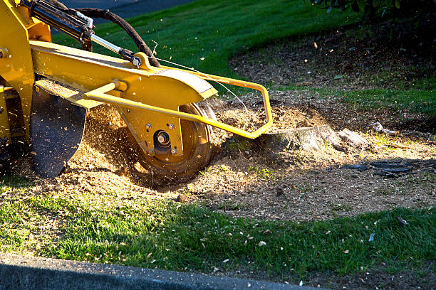 Best Landscape Design and Installation  in Elwood, NY