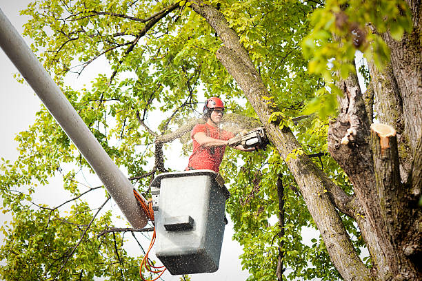 Best Emergency Tree Removal  in Elwood, NY