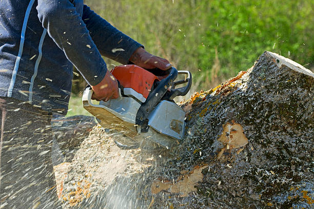 Best Lawn Disease Treatment  in Elwood, NY