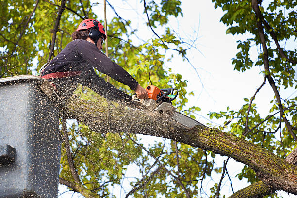 Best Grass Overseeding  in Elwood, NY