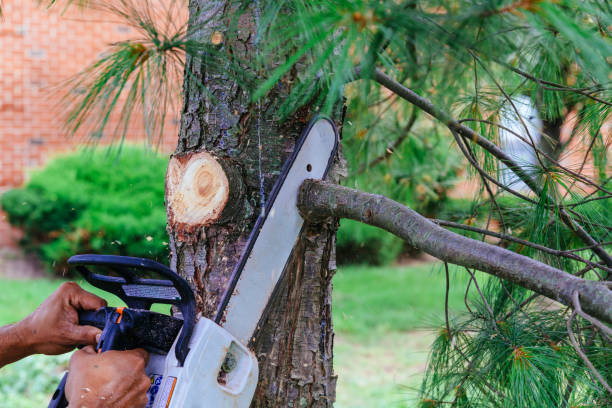Best Tree Disease Treatment  in Elwood, NY